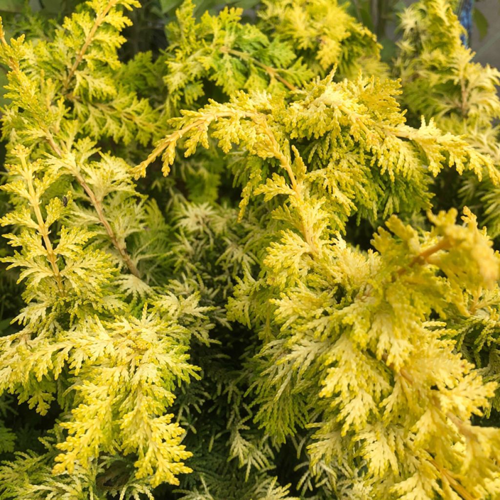 Cyprès hinoki du Japon - Chamaecyparis obtusa Fernspray Gold