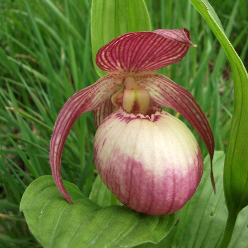 Cypripedium Sabine