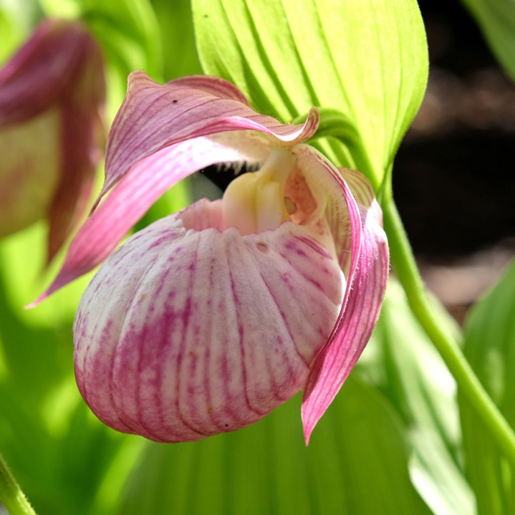 Cypripedium Sabine