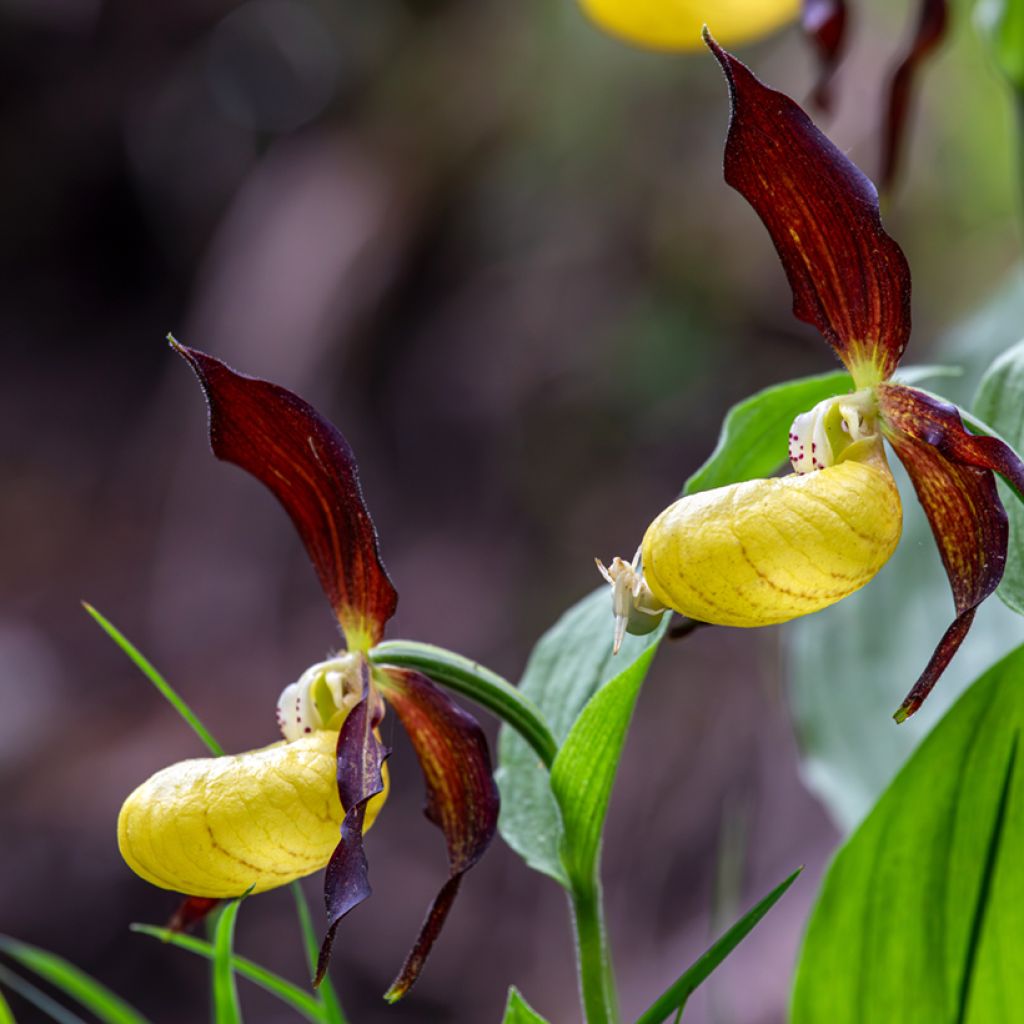 Cypripedium Emil