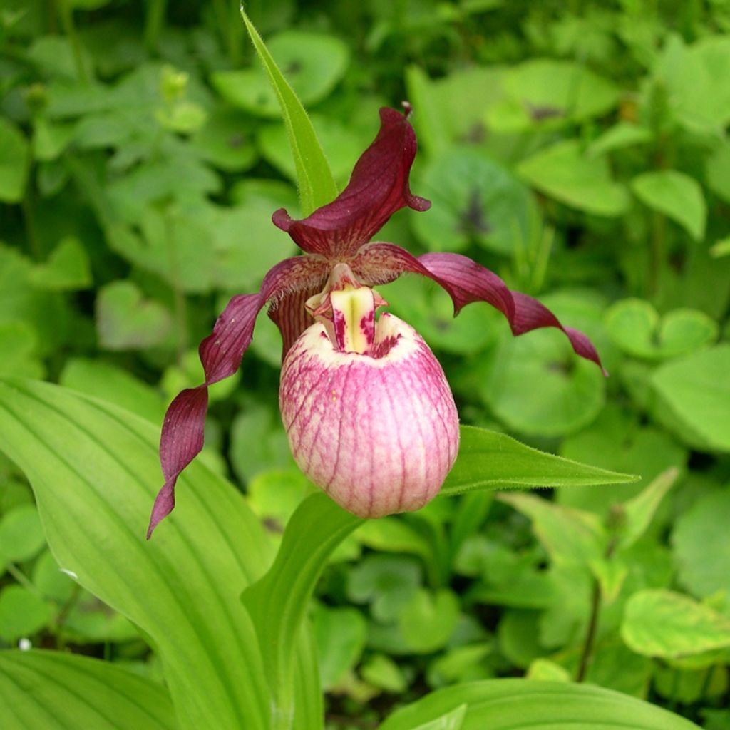 Cypripedium Gisella