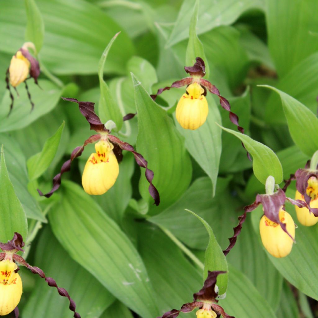 Cypripedium parviflorum var. parviflorum