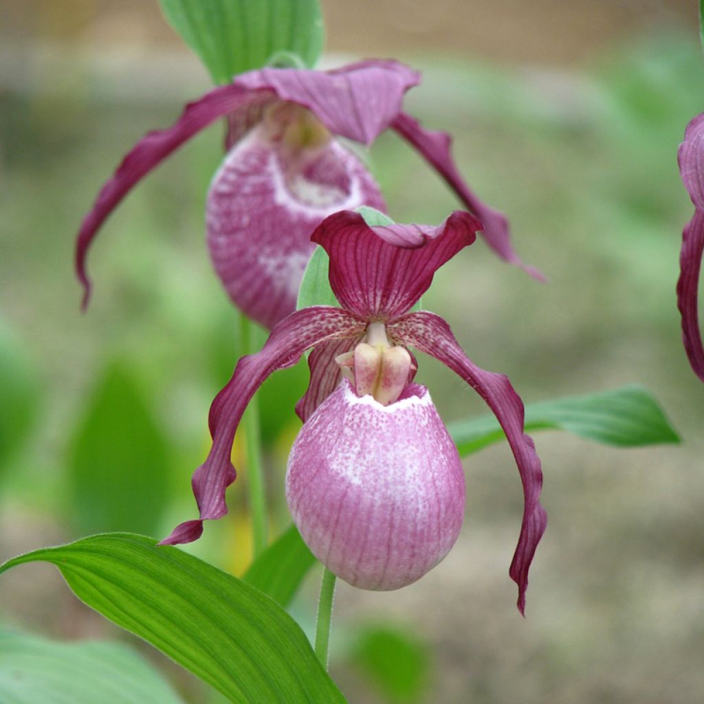 Cypripedium Philipp