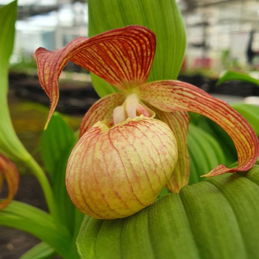 Cypripedium Tania Pinkepank