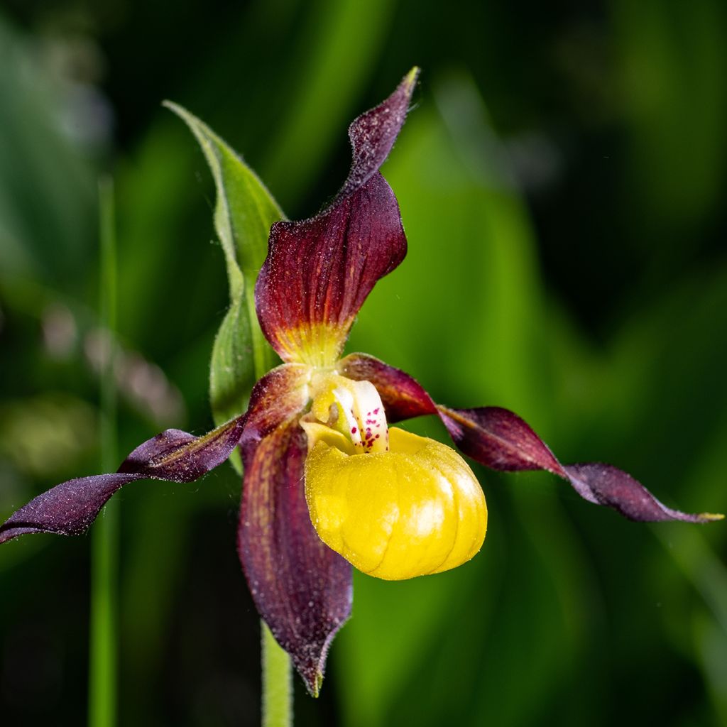 Cypripedium calceolus - Zapato de Venus