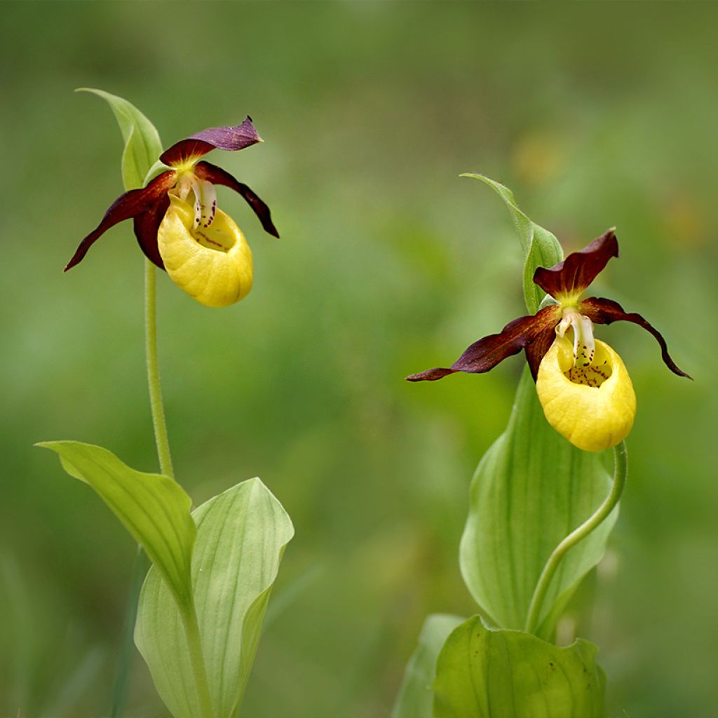 Cypripedium calceolus - Zapato de Venus