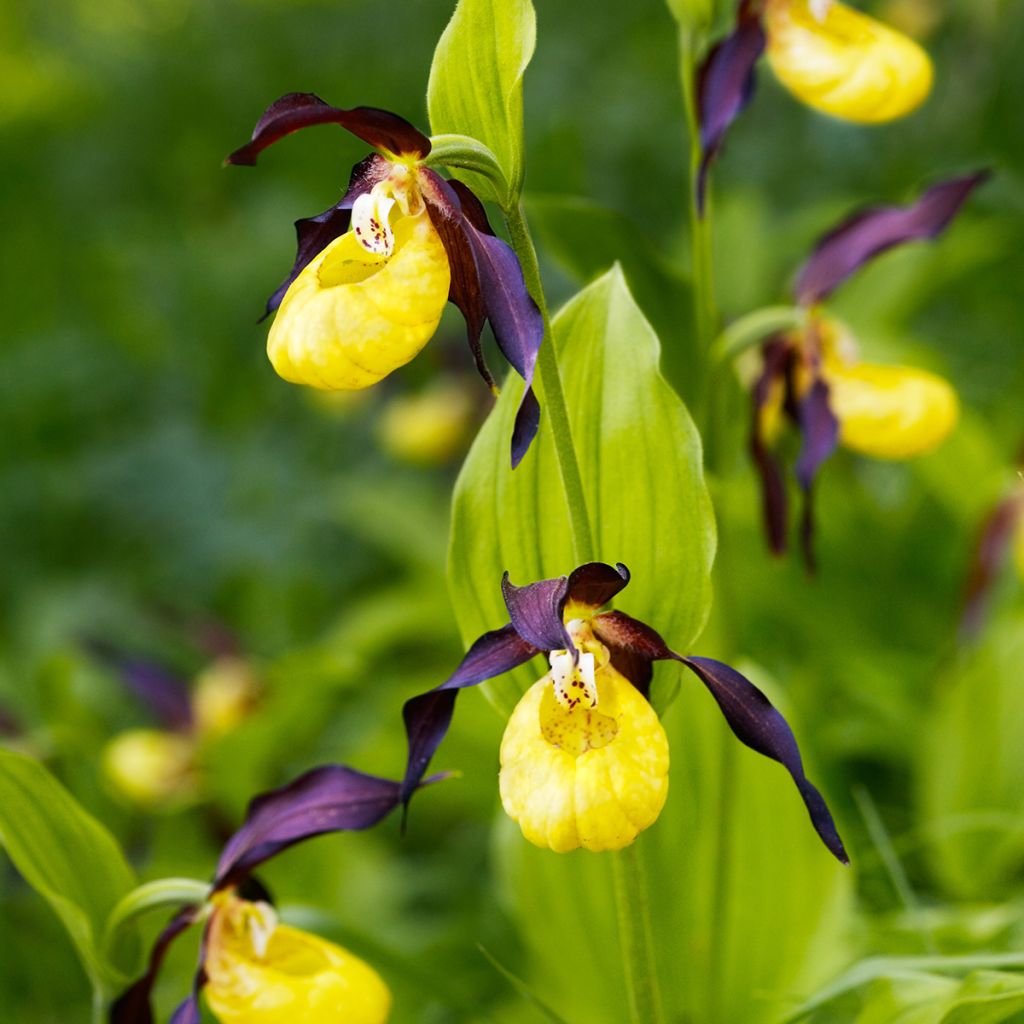 Cypripedium calceolus - Zapato de Venus