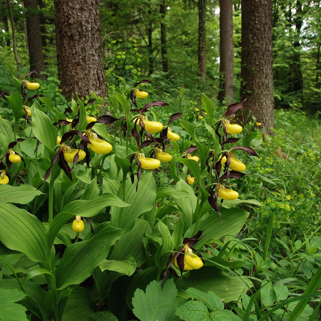 Cypripedium calceolus - Zapato de Venus