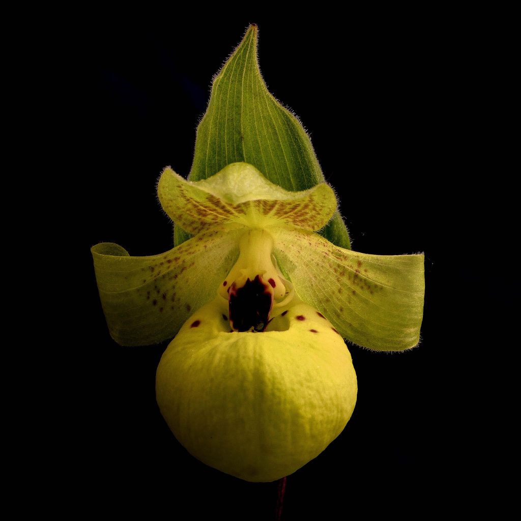 Cypripedium flavum - Sabot de Vénus rose pâle et jaune pâle