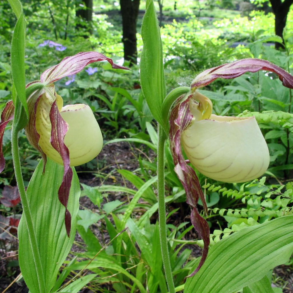 Cypripedium kentuckiense - Sabot de Vénus pourpre et ivoire