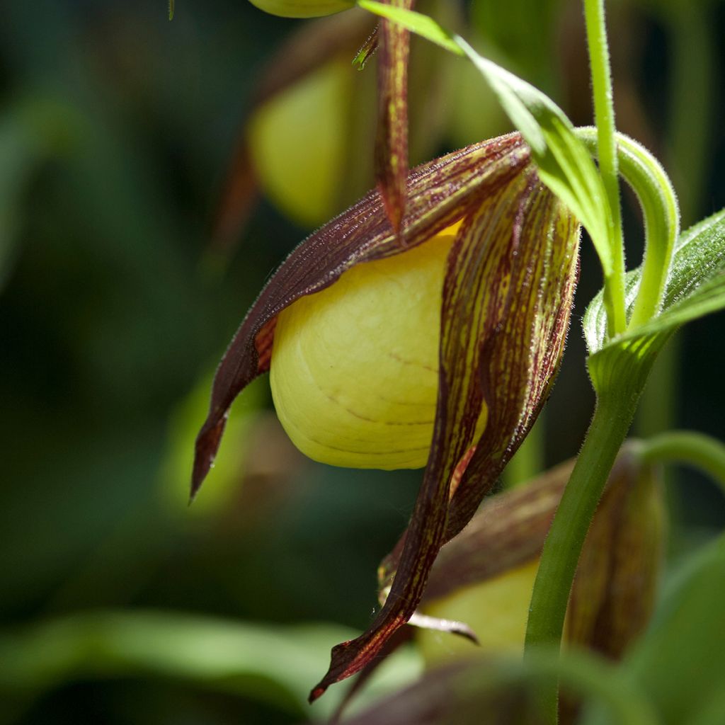 Cypripedium kentuckiense