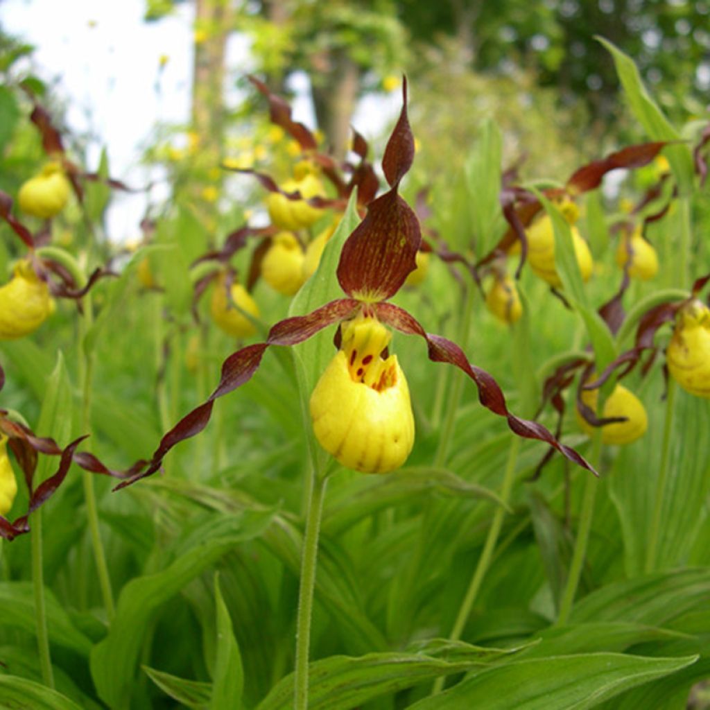 Cypripedium parviflorum var. parviflorum