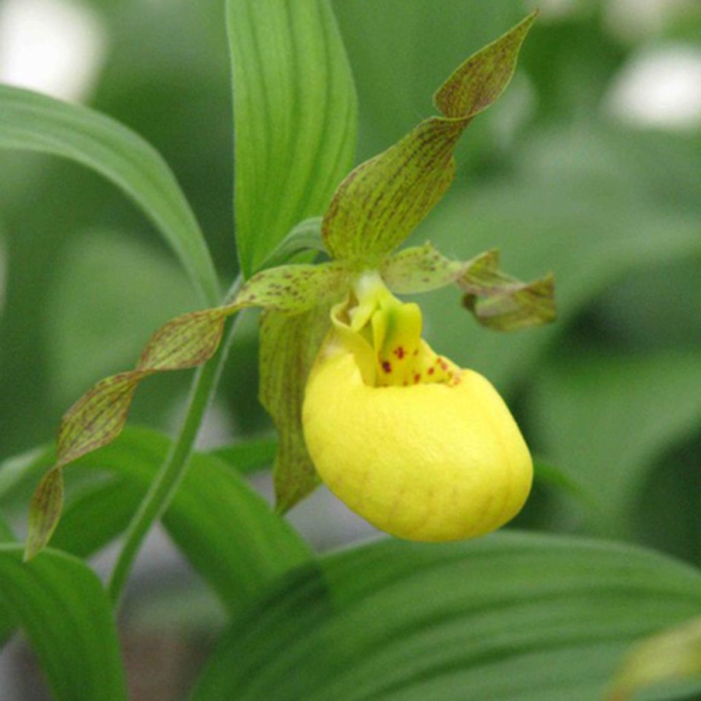 Cypripedium parviflorum var. pubescens