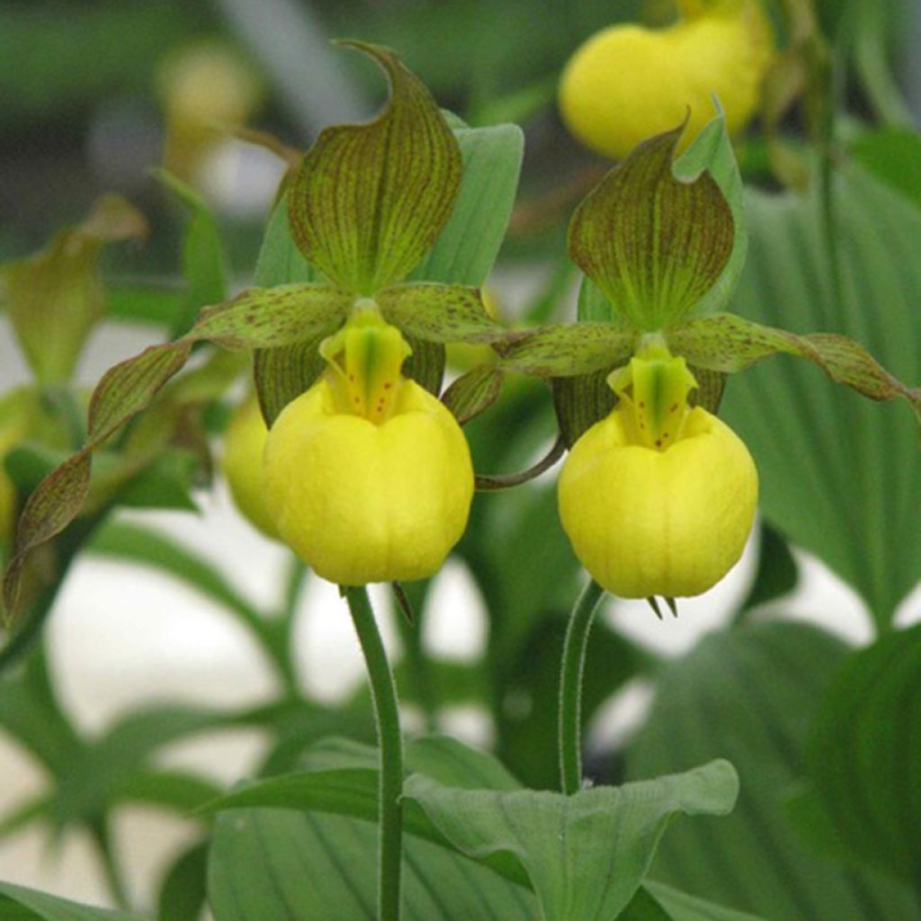 Cypripedium parviflorum var. pubescens