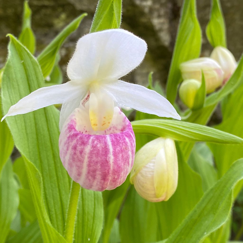 Cypripedium reginae