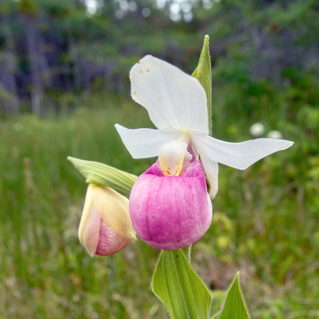 Cypripedium reginae