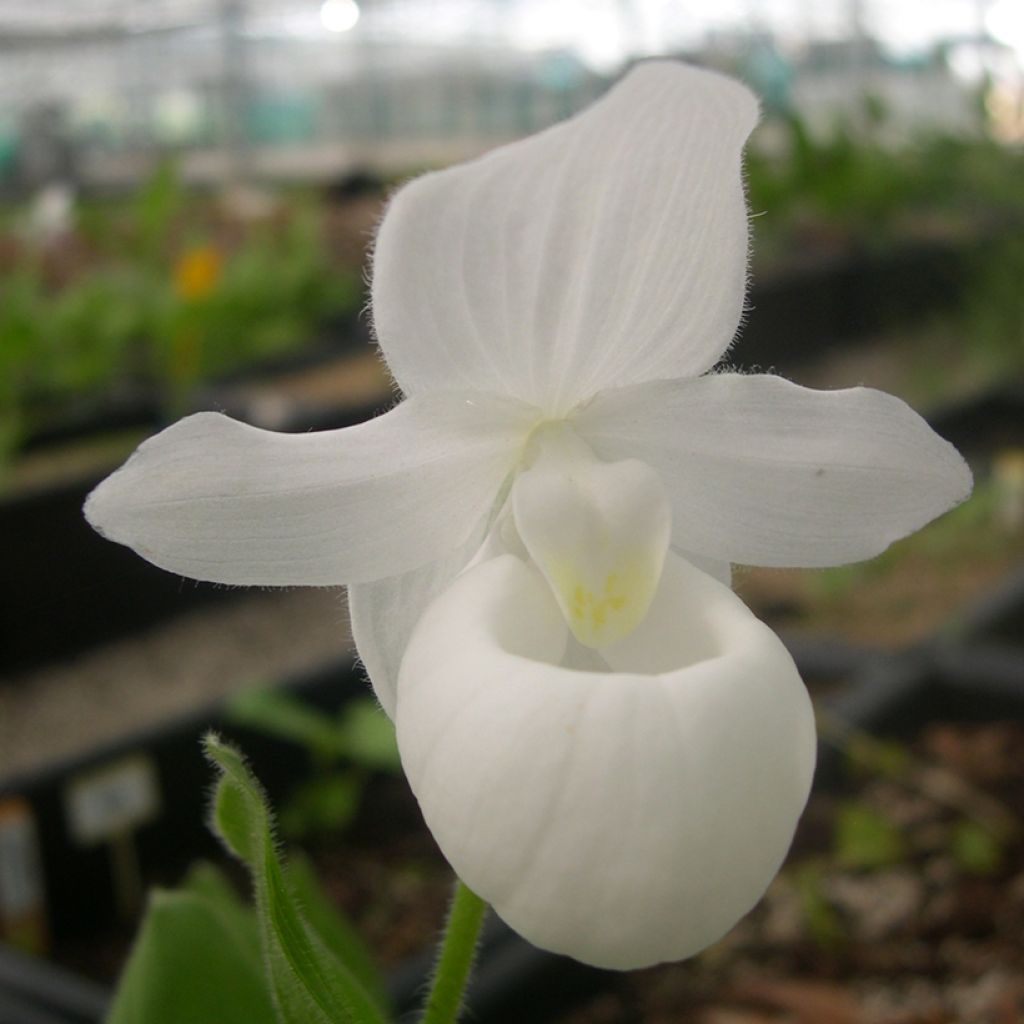 Cypripedium reginae Alba