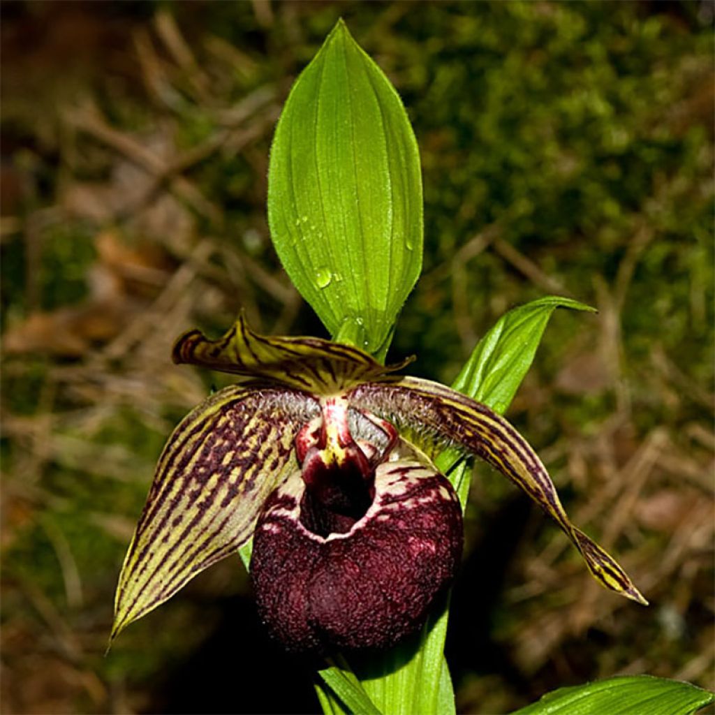 Cypripedium tibeticum - Sabot de Vénus rouge  et pourpre