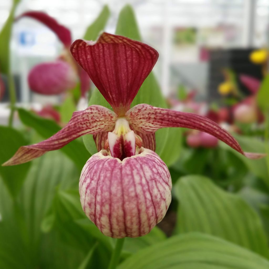 Cypripedium ventricosum Red