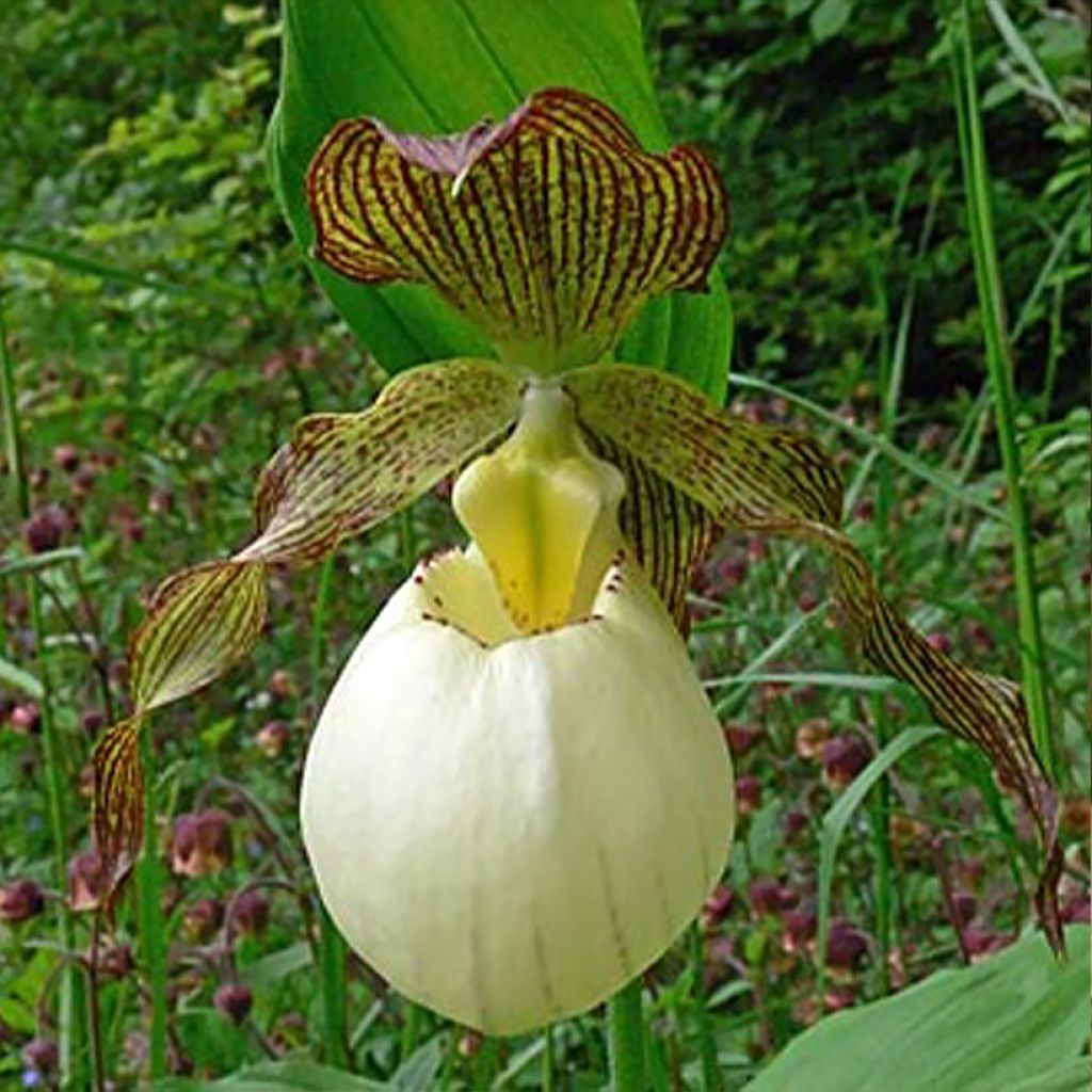 Cypripedium Gabriela