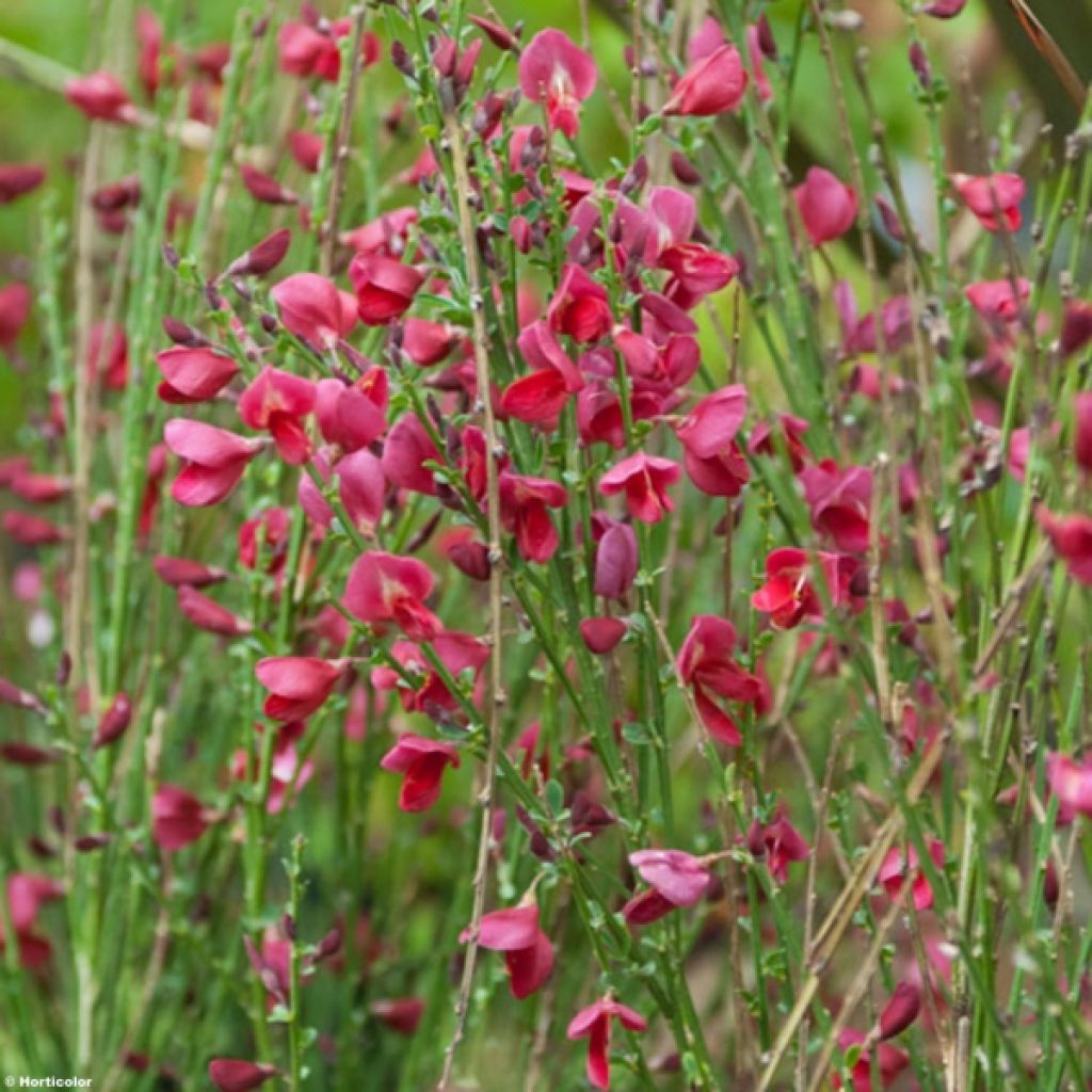 Genêt à balais - Cytisus Boskoop Ruby