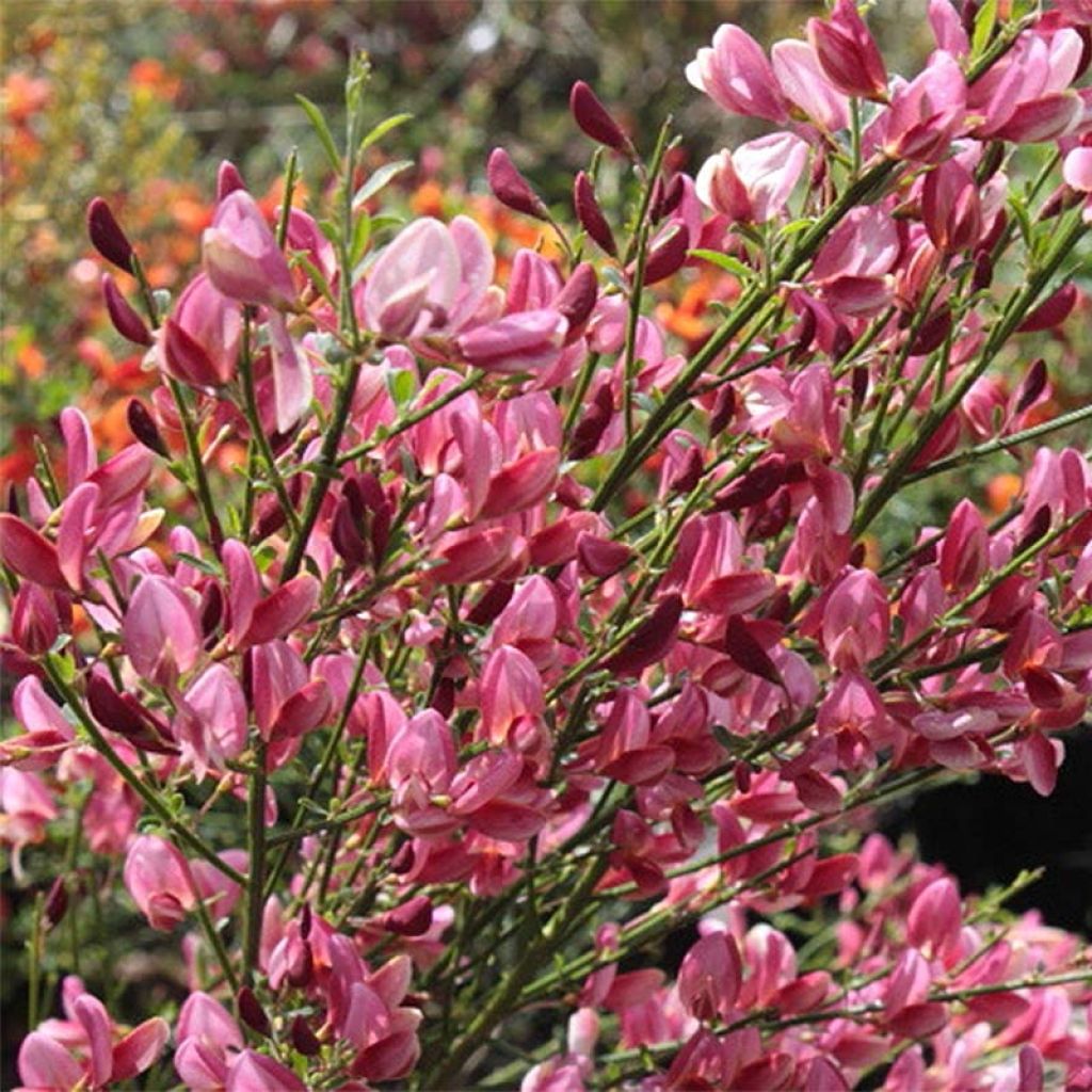 Cytisus praecox Hollandia