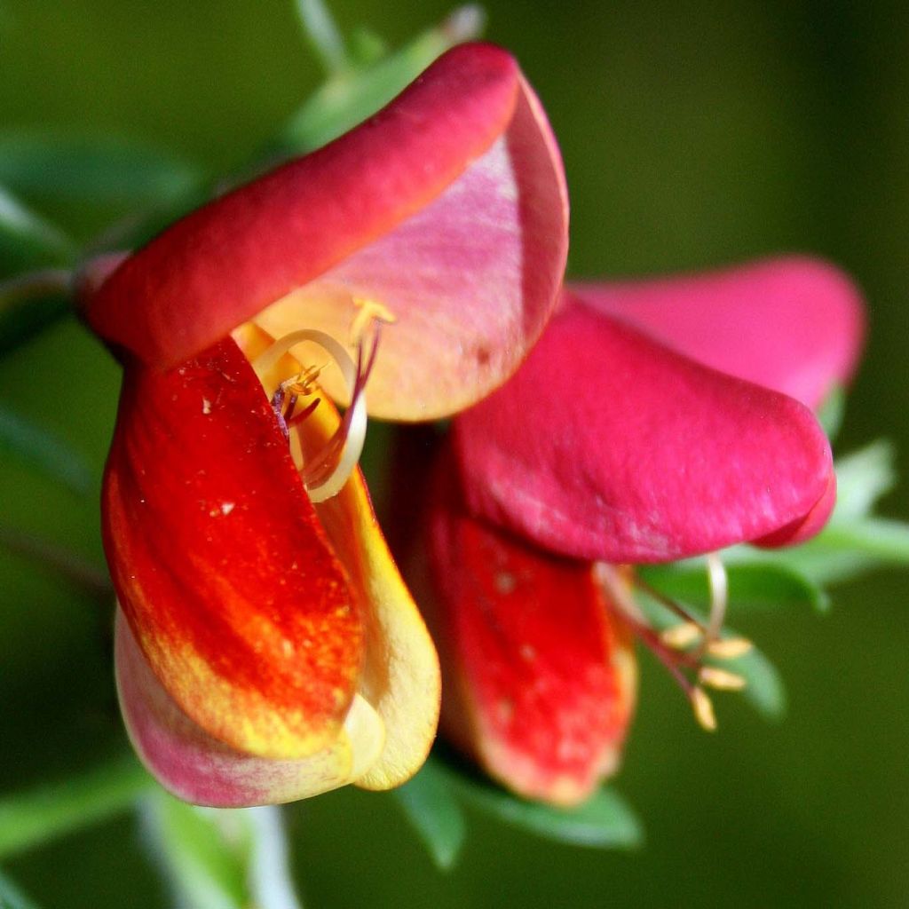 Cytisus praecox Hollandia