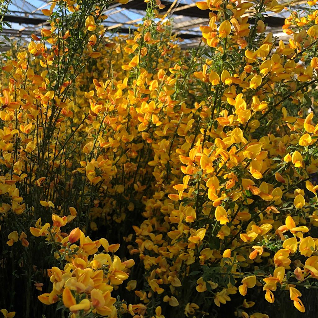 Cytisus scoparius Apricot Gem - Genêt à balais