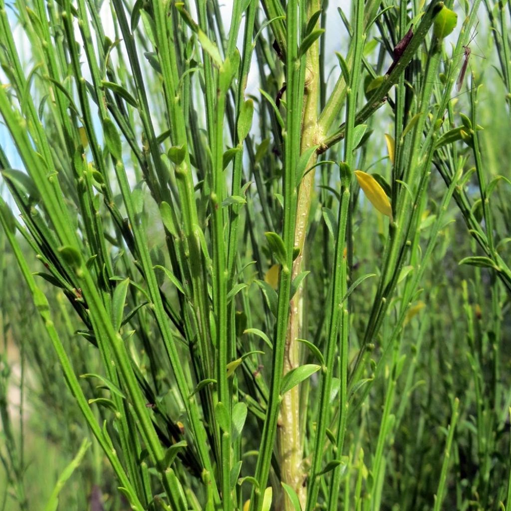 Genêt à balais - Cytisus scoparius Burkwoodii