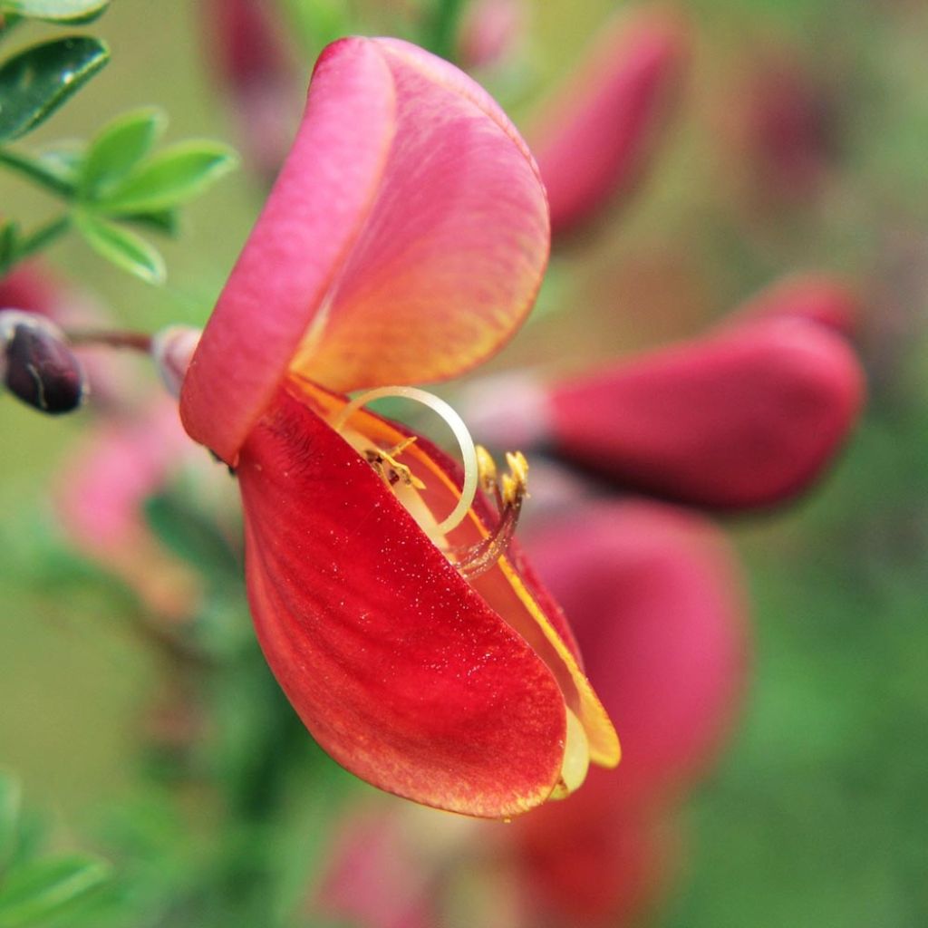 Genêt à balais - Cytisus scoparius Burkwoodii