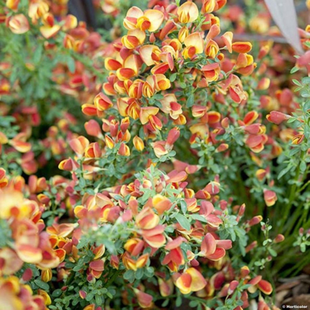 Retama negra Cytisus Lena - Cytisus scoparius