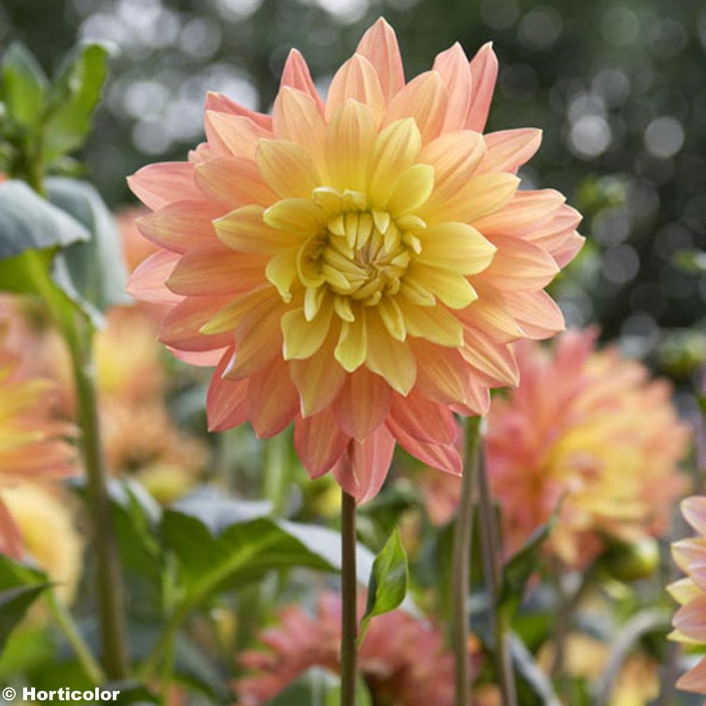 Dahlia Sunset