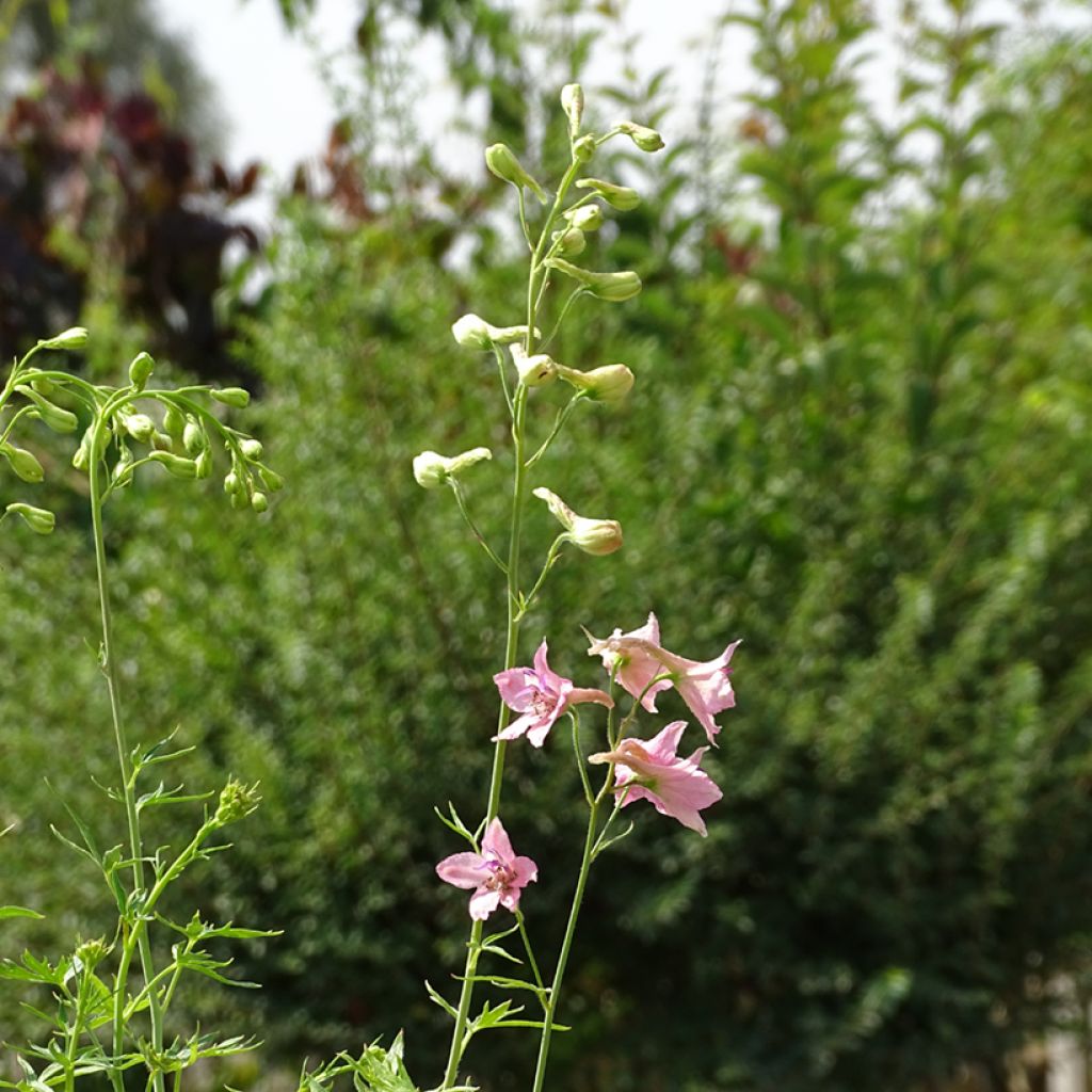 Espuela de caballero - Delphinium ruysii Pink Sensation