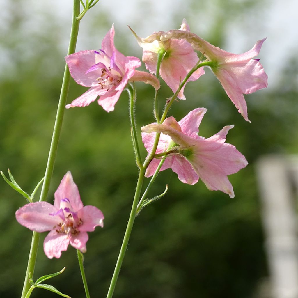 Espuela de caballero - Delphinium ruysii Pink Sensation