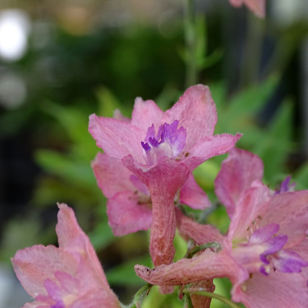 Espuela de caballero - Delphinium ruysii Pink Sensation