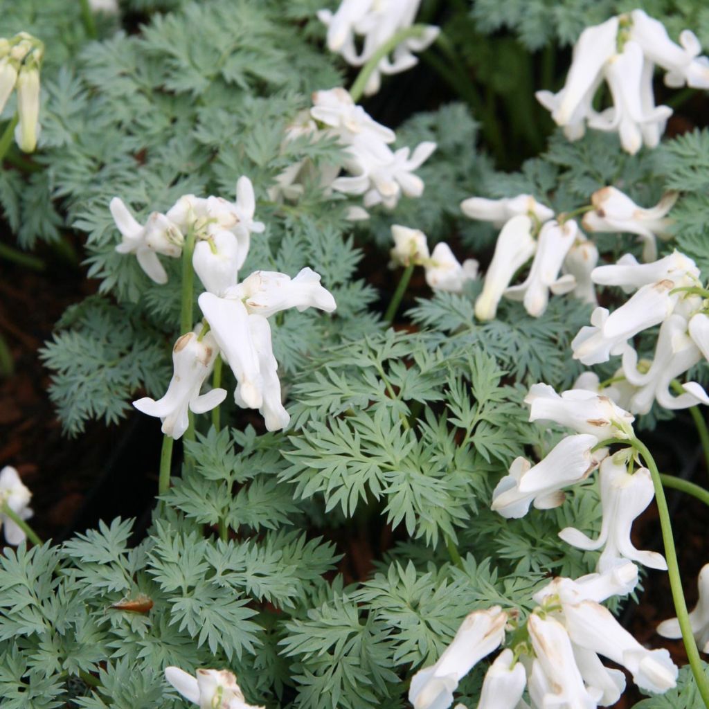 Coeur de Marie - Dicentra Ivory Hearts