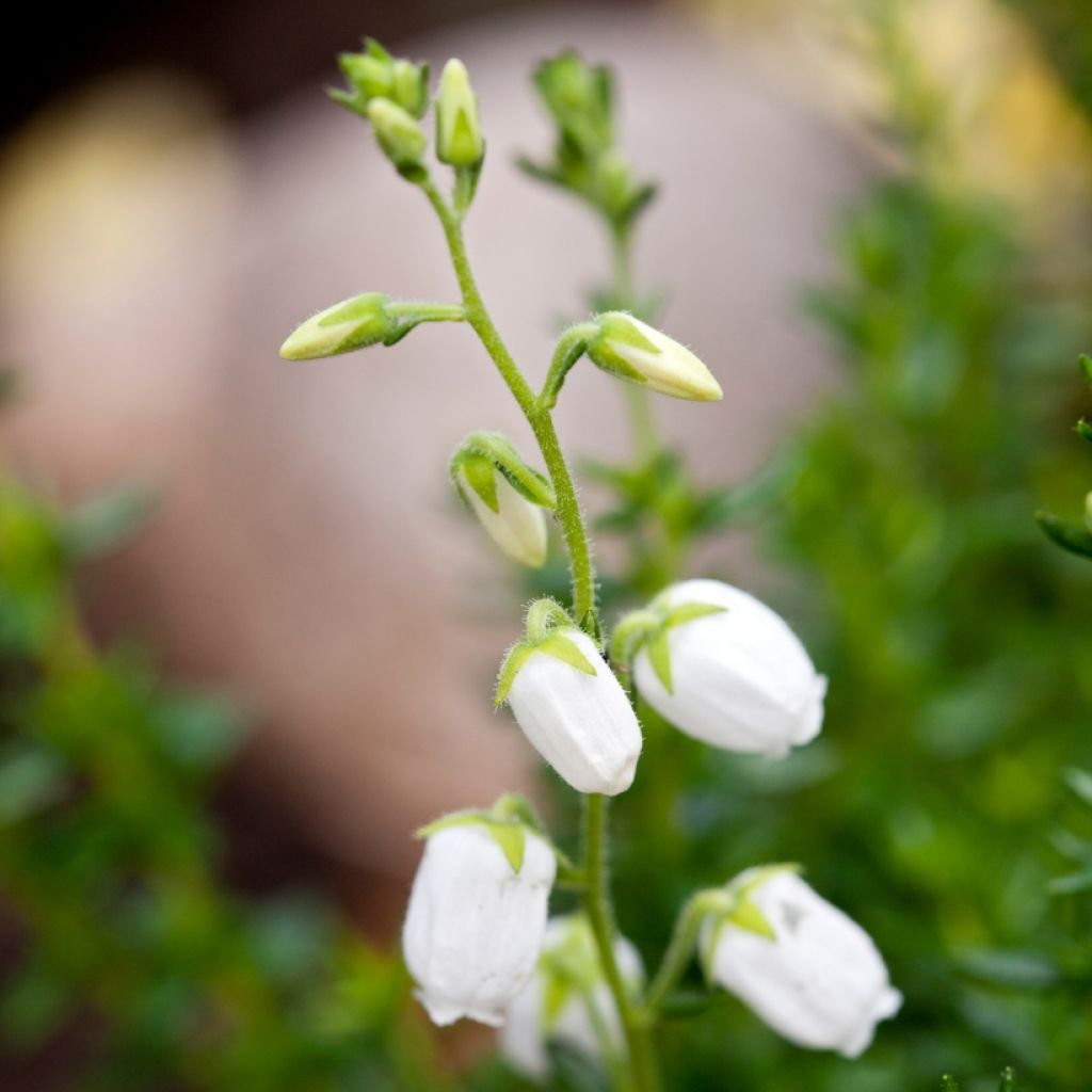 Daboecia cantabrica Alba