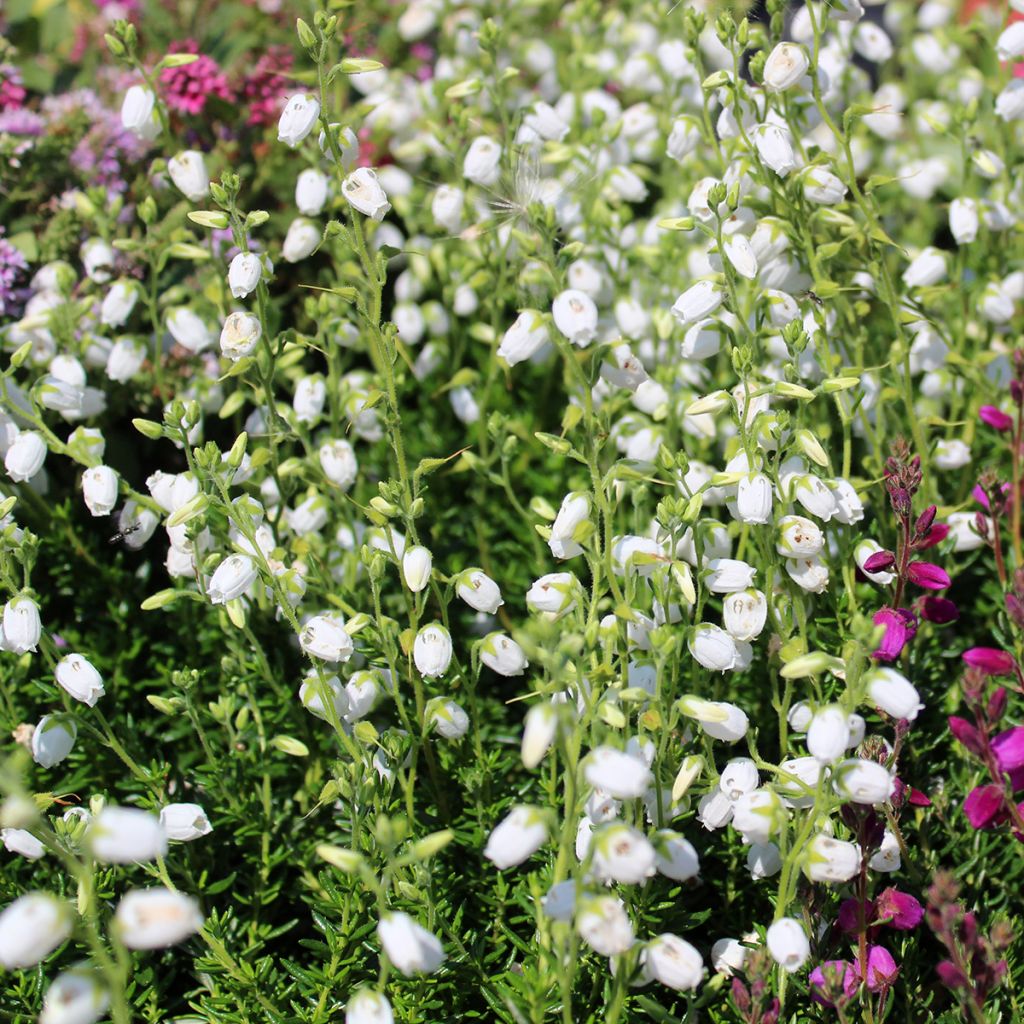 Daboecia cantabrica Creeping White