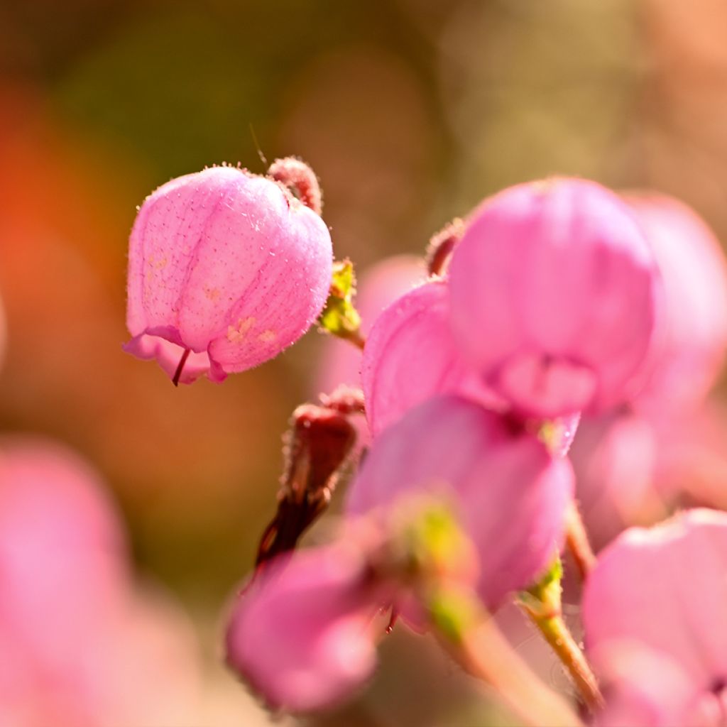 Daboecia cantabrica Globosa Pink