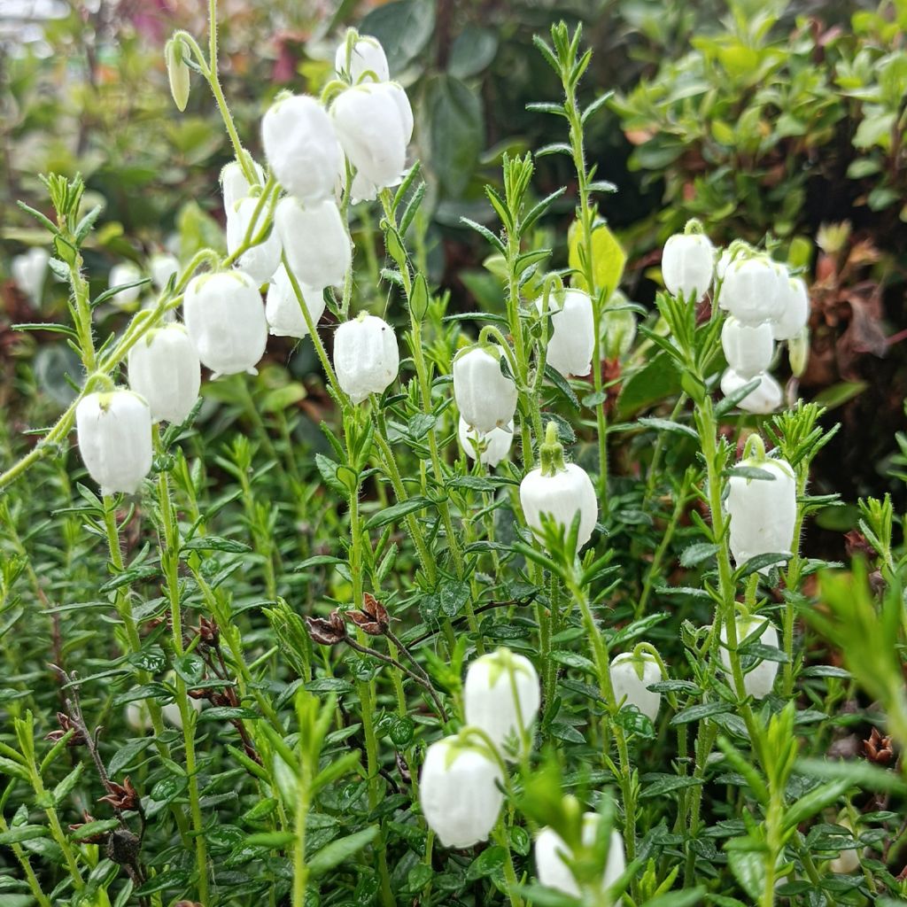 Daboecia cantabrica Alba