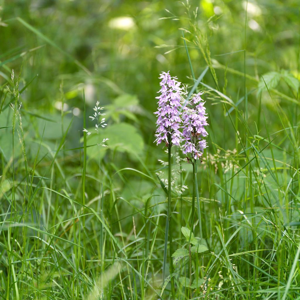 Dactylorhiza Estella - Orquídea