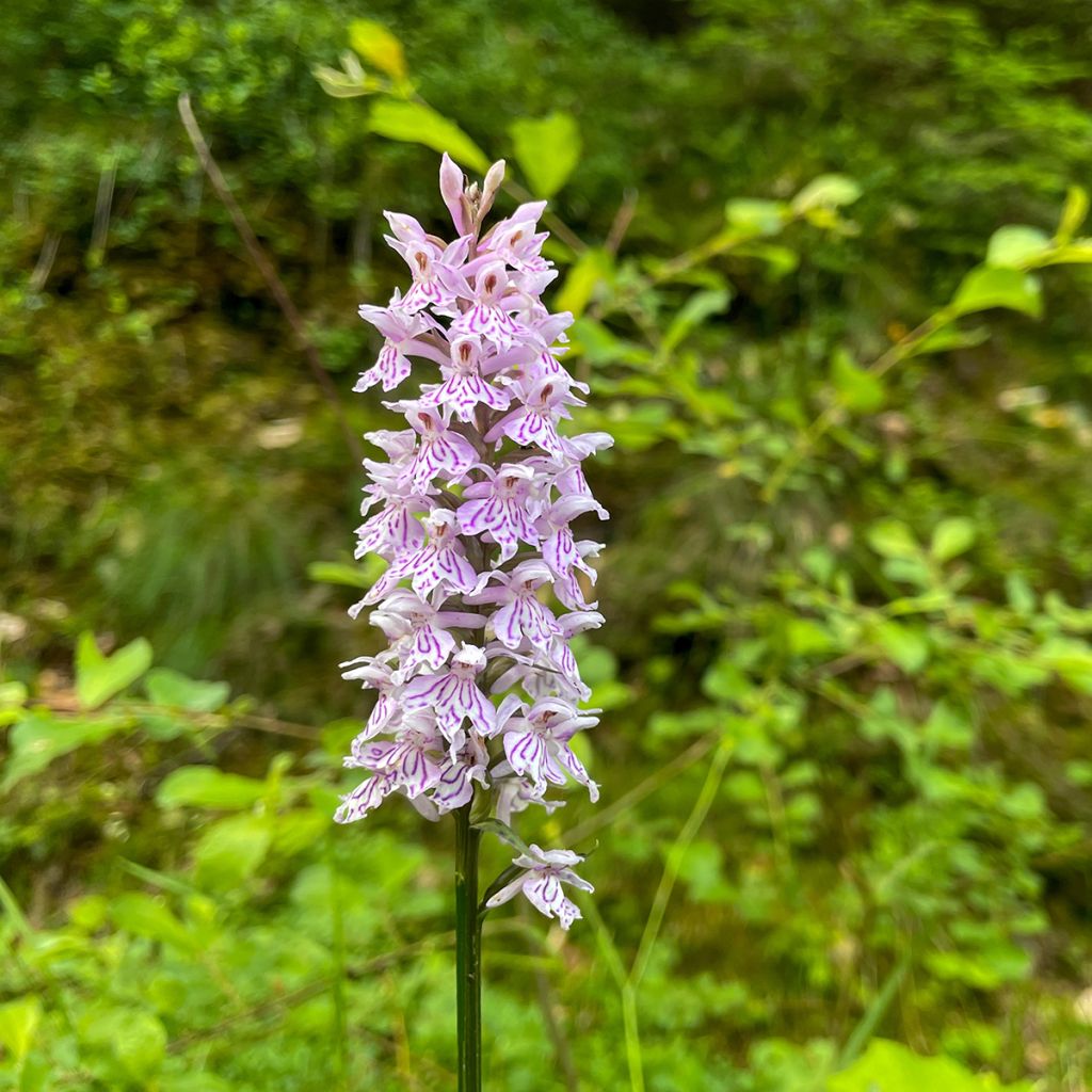 Dactylorhiza Estella - Orquídea