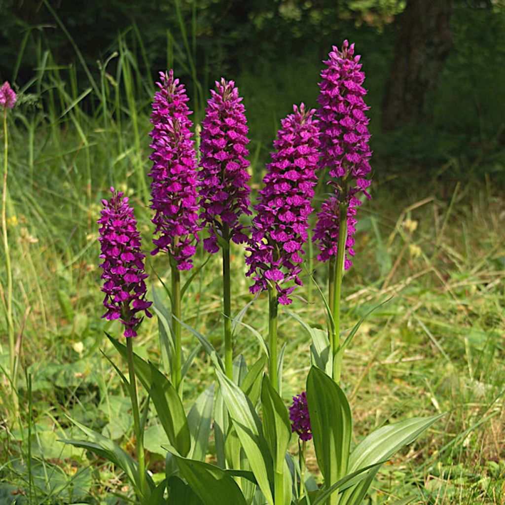 Dactylorhiza Foliorella - Orquídea