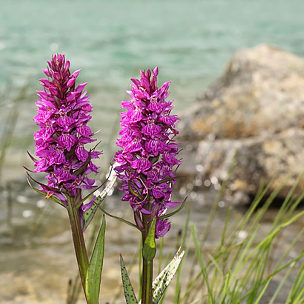 Dactylorhiza alpestris - Orquídea