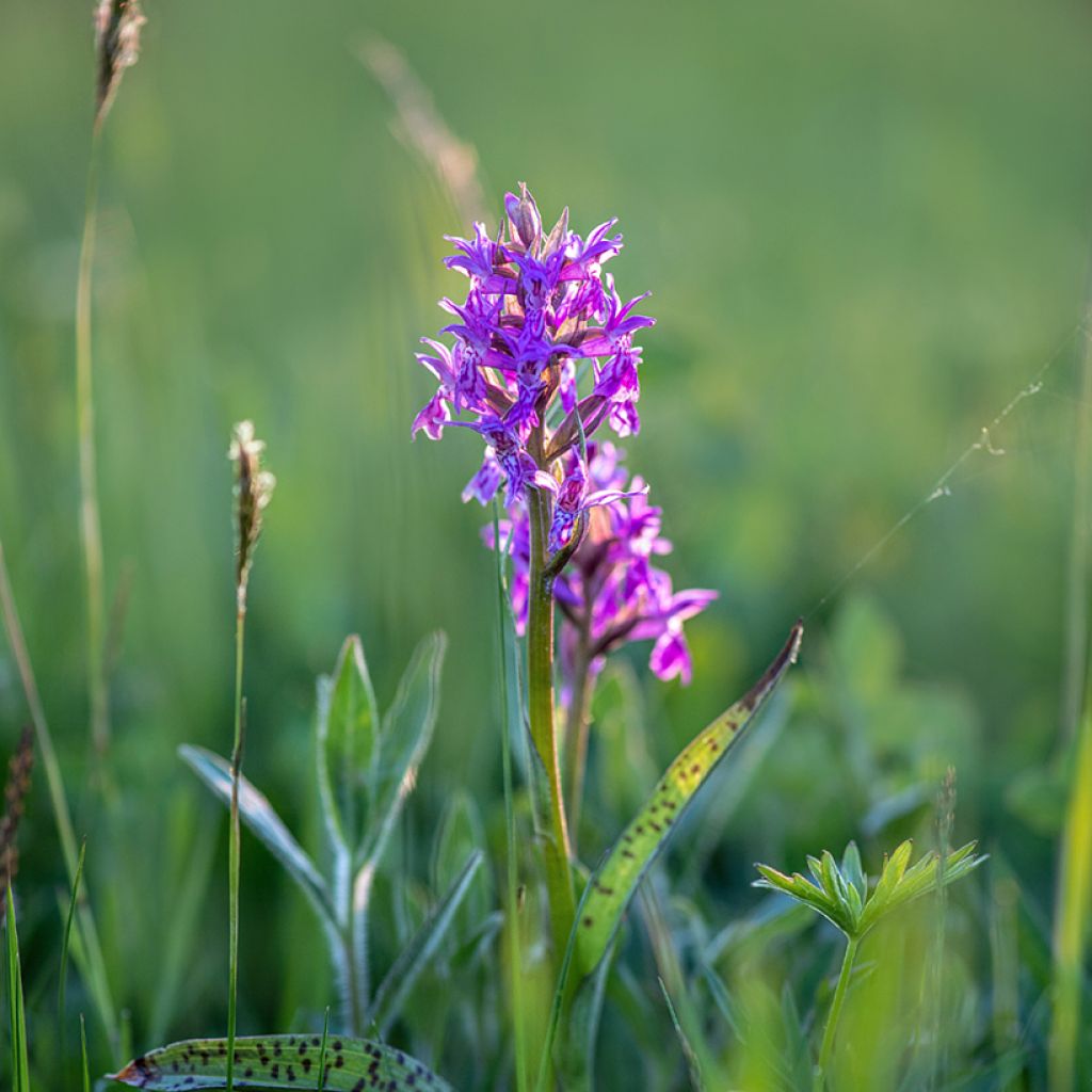 Dactylorhiza alpestris - Orquídea