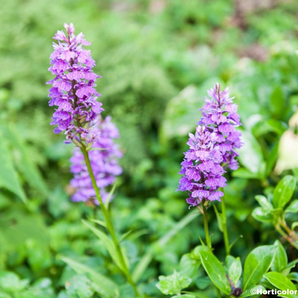 Dactylorhiza foliosa, Orchis