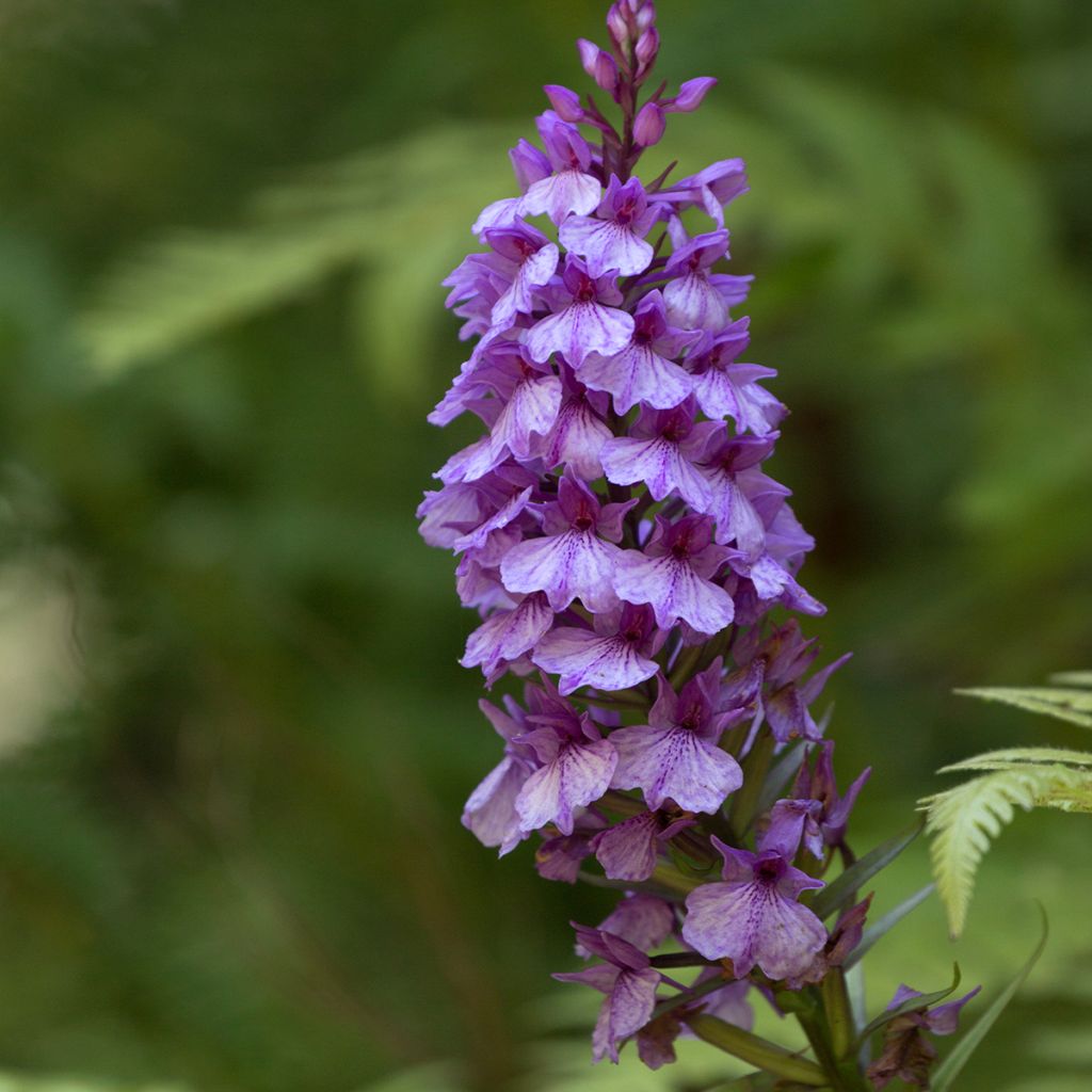 Dactylorhiza foliosa - Orquídea