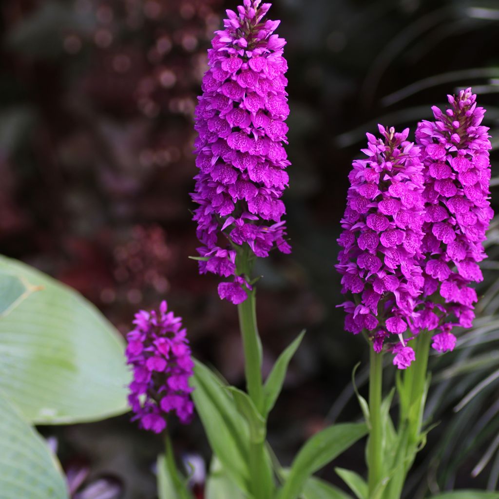 Dactylorhiza foliosa - Orquídea