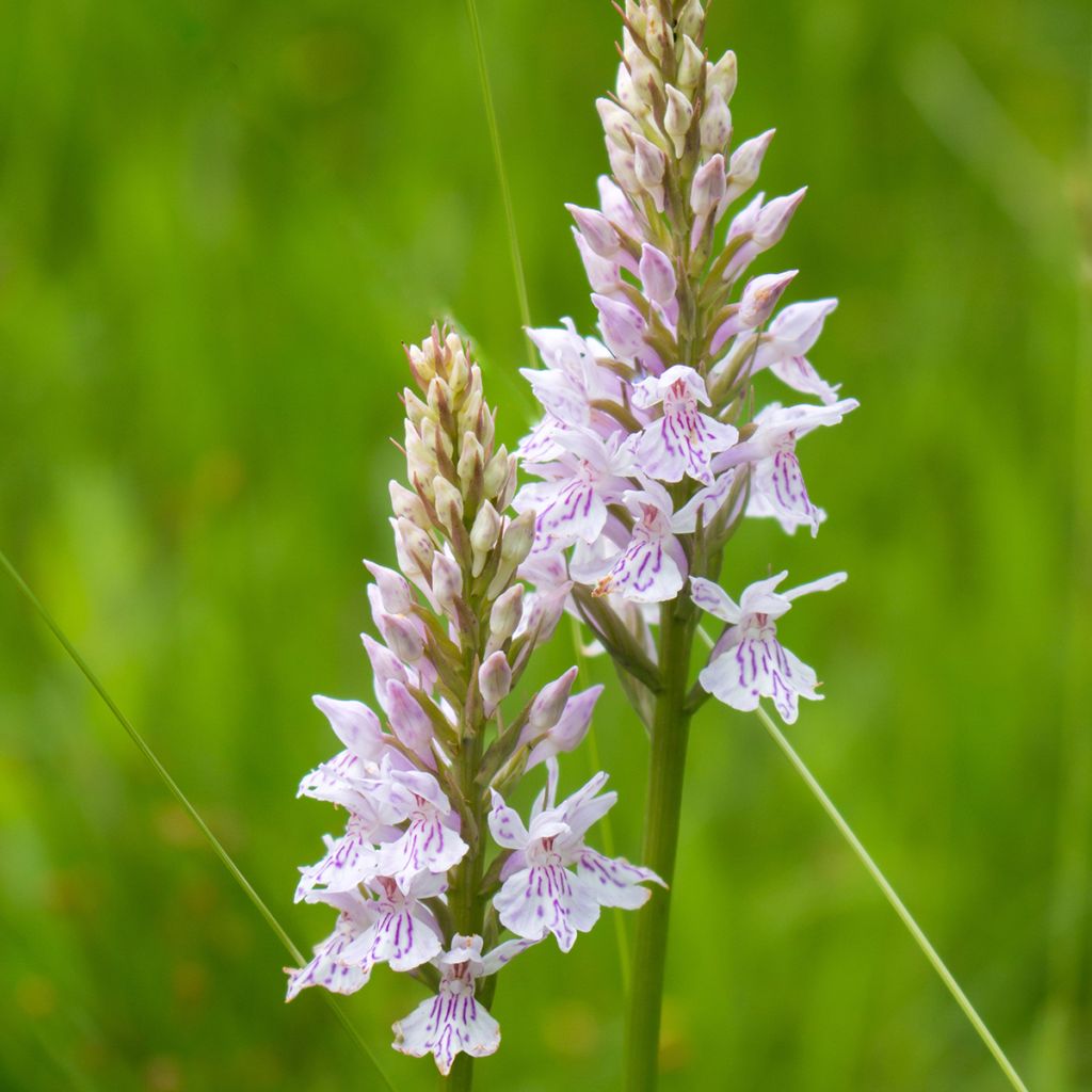 Dactylorhiza fuchsii - Orquídea