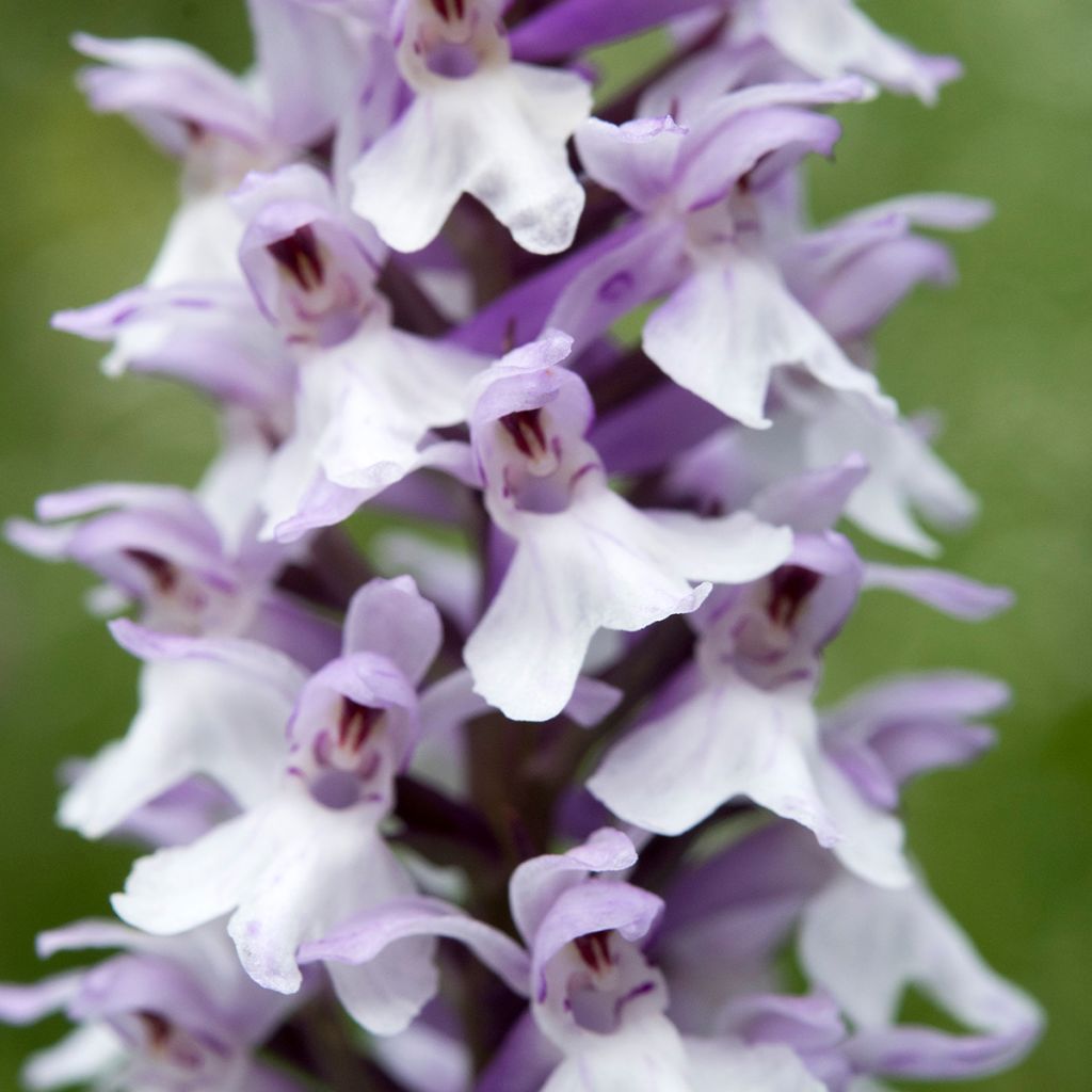 Dactylorhiza fuchsii - Orquídea